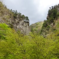 神戸岩の若葉　24