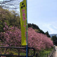 🐵　有田の八重桜&石楠花