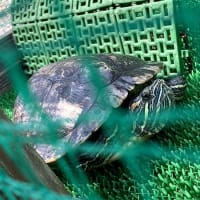 海の日の皇帝ヒョードルとかめっぱち！　海の日関係ないけどね！