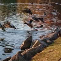 公園の鴨たち