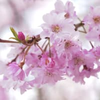 桜photo
