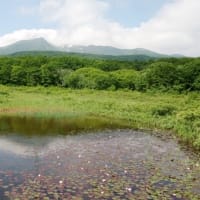 ２０２５年６月２９日　北八甲田山麓　田代平湿原のようす