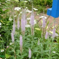 「相模原麻溝公園」では「セイヨウニンジンボク」が長い花穂を！！
