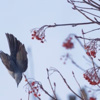 ナナカマドの果実をついばむヒヨドリとツグミたち
