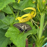 オウゴンオニユリにナミアゲハ