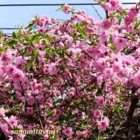 「下原やえざくら通り」の「八重桜」を撮る！！