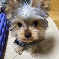 今日の小吉
