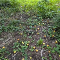 6月8日　ばあちゃんの形見の華厳の滝の種で作った苗を植えに