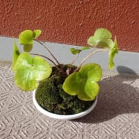苔玉