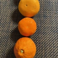 柑橘食べ比べ・・不知火、清美みかん、マーコット、ブラッドオレンジ