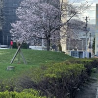 ◇　札幌も桜が咲きました。