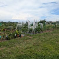 6月23日㈪小田原からお昼過ぎに畑へ
