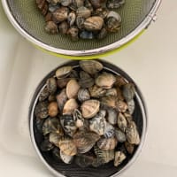 木更津のアサリを楽しむ・あさり炊き込みご飯と潮汁（レシピ）