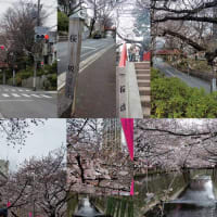 東京の桜名所巡り