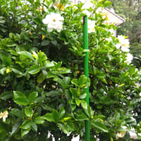 くちなしの花