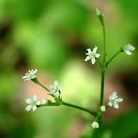 夏の山道にエゾアジサイ咲く
