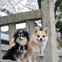 ティオ（チワギー）＆ナッツ（チワギー）　お花見に行ってきました