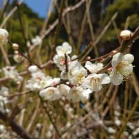 春です。