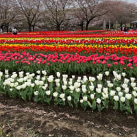 いつも応援してます