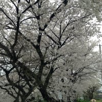 春でございます。今年の桜はちと長くないかい？