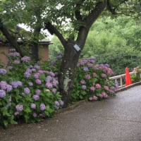 大塚性海寺歴史公園稲沢あじさいまつり-2
