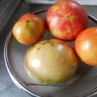トマトの根性物語
