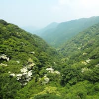 ヤマボウシ開花情報（第４号）