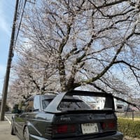 今年も桜が咲きました