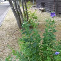 開拓の村・青山家漁家住宅へ