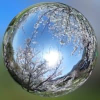 消えたカメラが出てきたり、桜が咲いたりペットヒーターが焦げてたり