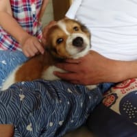 こはくちゃん初対面
