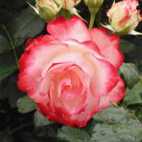 2025年の薔薇その５