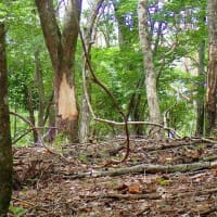【登山】　硯上山　2025.06.19