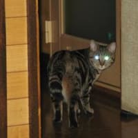 領地を広げる。