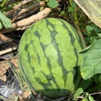 スイカの成長は順調ですが？