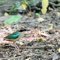 台湾南西部紀行　台中編　その１／ヤイロチョウ