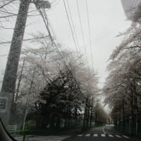 3枚の桜の写真