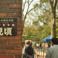 六義園　枝垂桜　フレンドパーク　こさのぼ