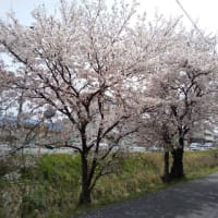 ★　2024　/　 桜 photo