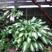 ギボウシ（ホスタ）の花