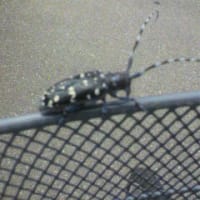 湯浅家の５つ子ちゃん 11 徒然なるママに