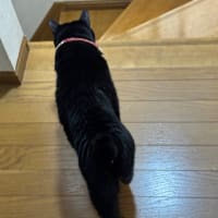 2025/6/20の朝