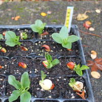 豆類の定植とお知らせ