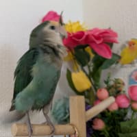 カサブランカ咲きました✨
