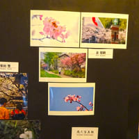 旧手宮線沿いのFreeLanceで行われている桜写真展を見に…