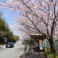 2022年3月30日　西伊豆土肥温泉、桜の開花情報！
