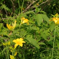 ２０２５年６月１８日　北八甲田山麓　田代平湿原のようす