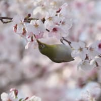 メジロト桜