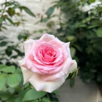 薔薇🌹