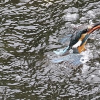 水上の格闘とホバリング